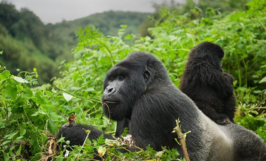 Gorillasa-I-Srqa 12-Day Uganda Gorilla Trekking, Chimp Tracking & Cultural Safari