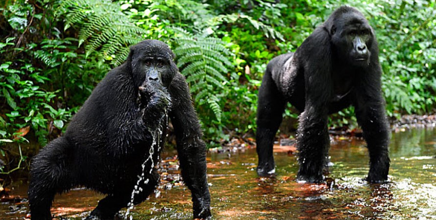 Key Species In Bwindi &Amp; Mgahinga 175 Key Species in Bwindi & Mgahinga