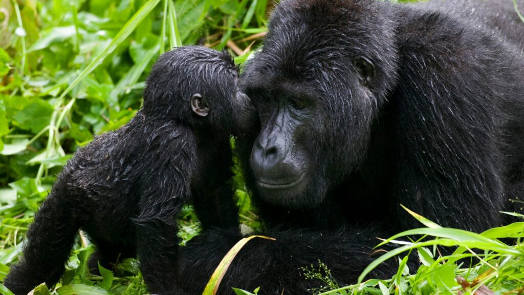 Habituated-Gorilla-Groups-And-Families-In-Uganda Fort Portal