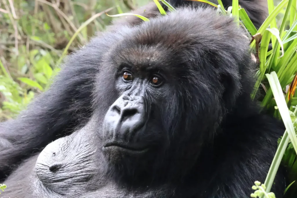 Key Species In Bwindi &Amp; Mgahinga 141 Key Species in Bwindi & Mgahinga