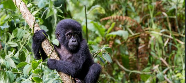 Juvenile-Of-Oruzugo-Gorilla-Family LGBTQ+ Friendly Gorilla Trekking | Inclusive Safaris