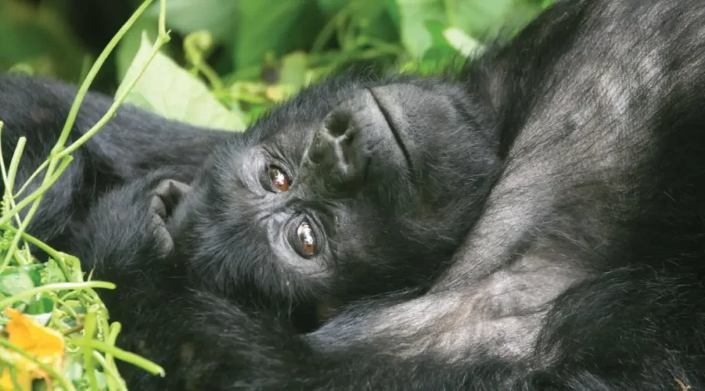 Kyaguliro-Ab-Gorilla-Groups Kyaguliro A