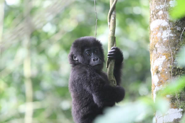 Lowland-Gorillas LGBTQ+ Friendly Gorilla Trekking | Inclusive Safaris
