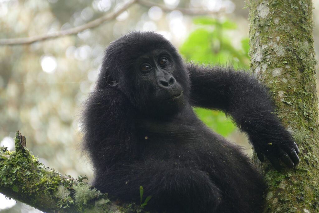 Mishaya Family3 Mishaya Family (Now Disbanded) in Rushaga Sector