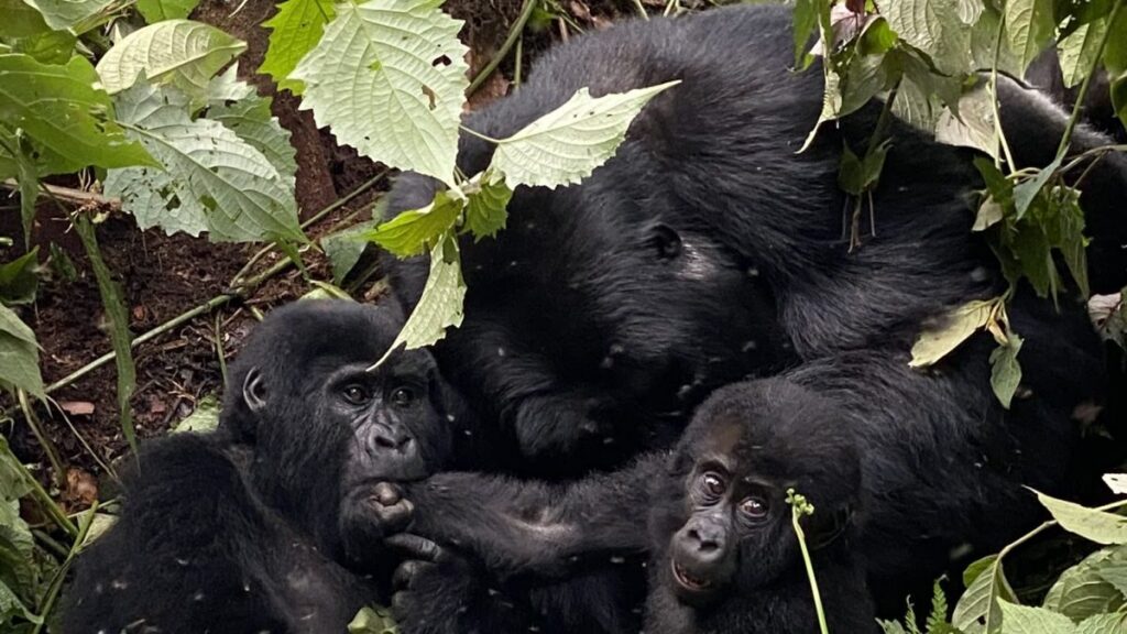 Mishaya Family4 Mishaya Family (Now Disbanded) in Rushaga Sector
