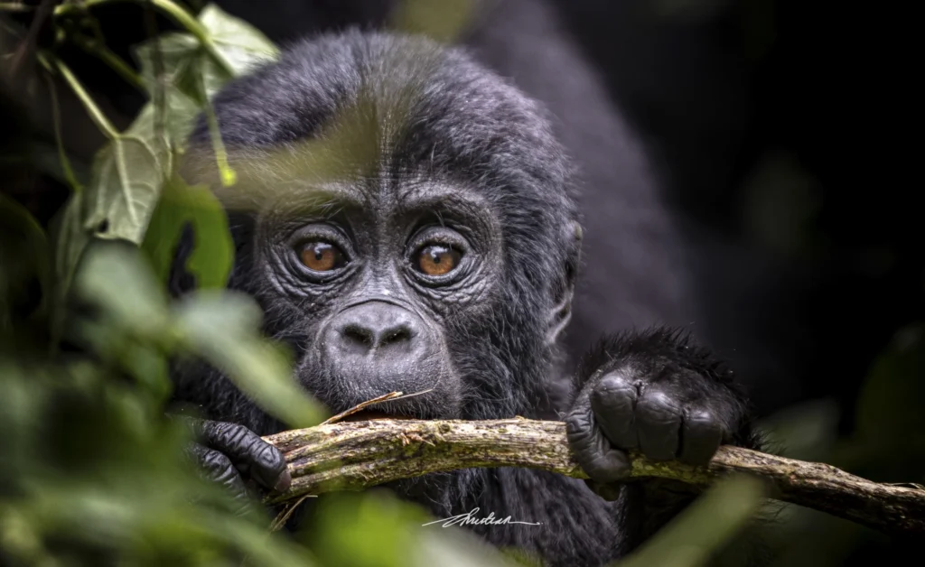 Mishaya Family5 Mishaya Family (Now Disbanded) in Rushaga Sector