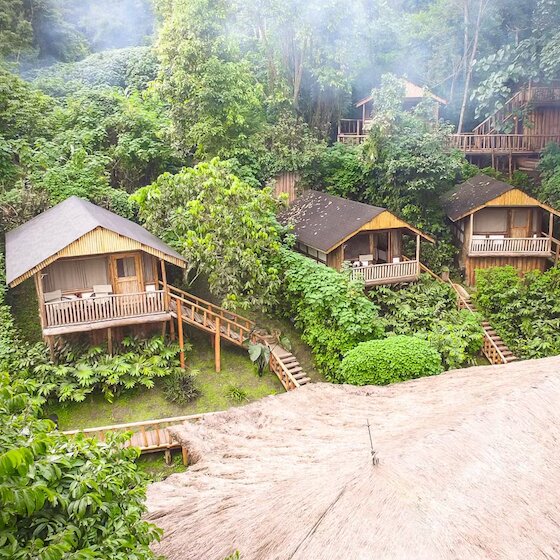 Key Species In Bwindi &Amp; Mgahinga 84 Key Species in Bwindi & Mgahinga