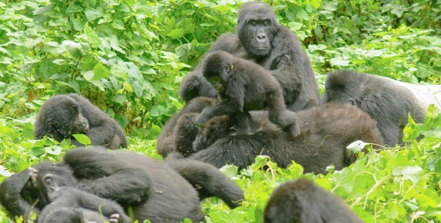 Mubare-Gorilla-Group-Bwindi-Impenetrable-Forest-National-Park Fort Portal