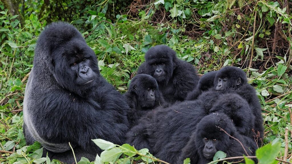 Mucunguzi Gorilla Group Mucunguzi Family in Rushaga Sector
