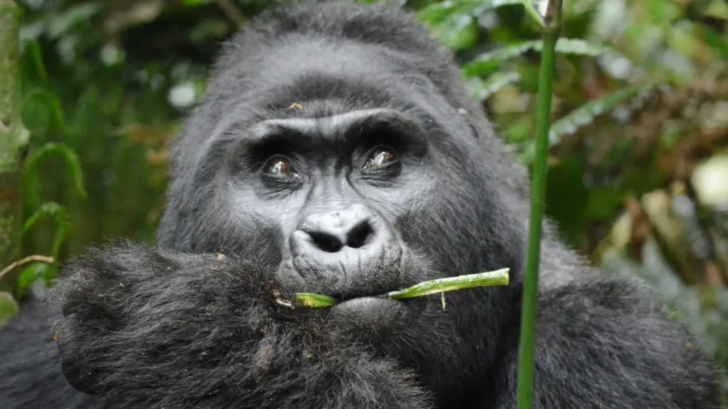 Mucunguzi Gorilla Group2 Mucunguzi Family in Rushaga Sector