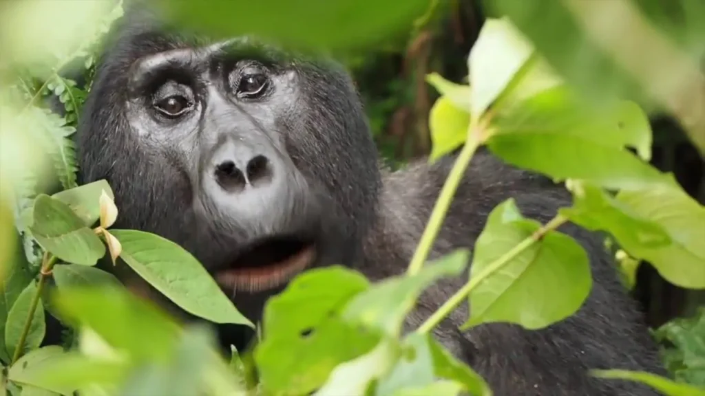 Nshongi-Gorilla-Group Gorilla Facts