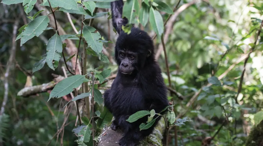 Key Species In Bwindi &Amp; Mgahinga 156 Key Species in Bwindi & Mgahinga