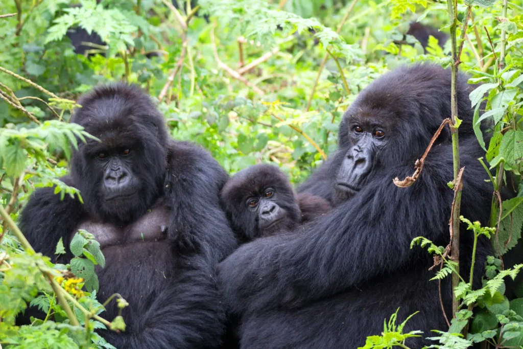 Key Species In Bwindi &Amp; Mgahinga 96 Key Species in Bwindi & Mgahinga