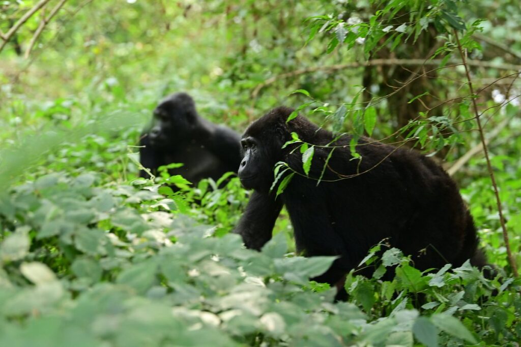 Oruzogo-Family-Silverback4 Oruzogo Family in Ruhija Sector