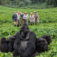 Oruzogo-Family-Silverback5 Oruzogo Family in Ruhija Sector