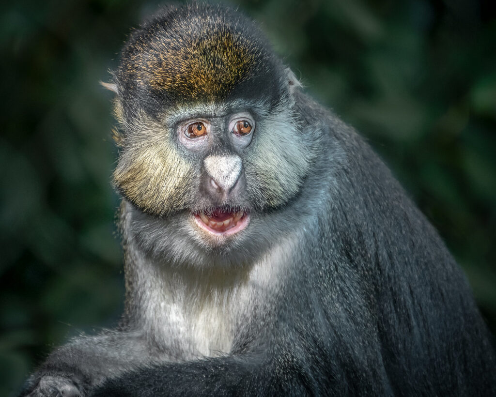 Red-Tailed Monkey Red-tailed monkey