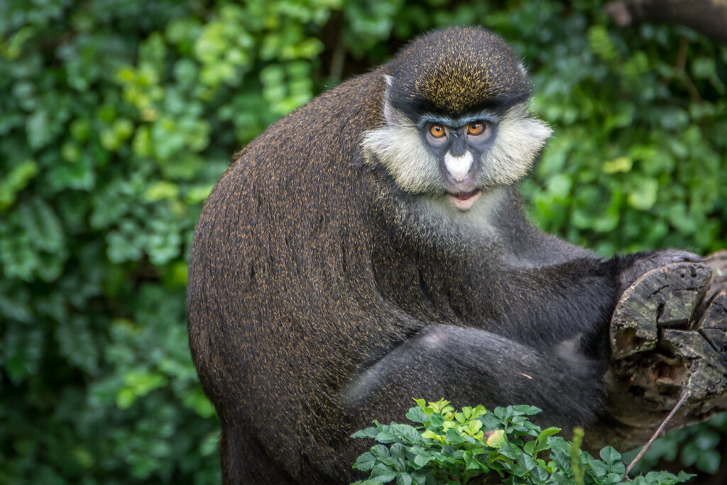 Red-Tailed Monkey4 Red-tailed monkey