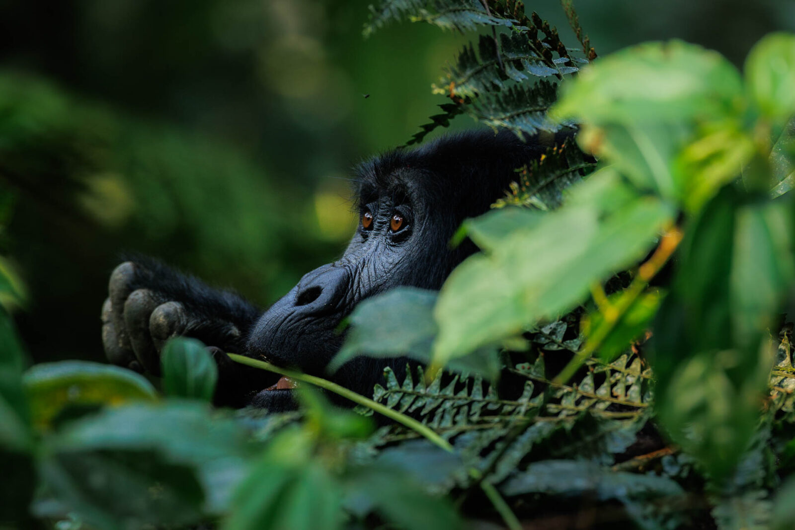 Best Time To Trek Gorillas In Uganda – Uk Vs Usa Vs Germany Travel Guide 3 Best Time to Trek Gorillas in Uganda – UK vs USA vs Germany Travel Guide