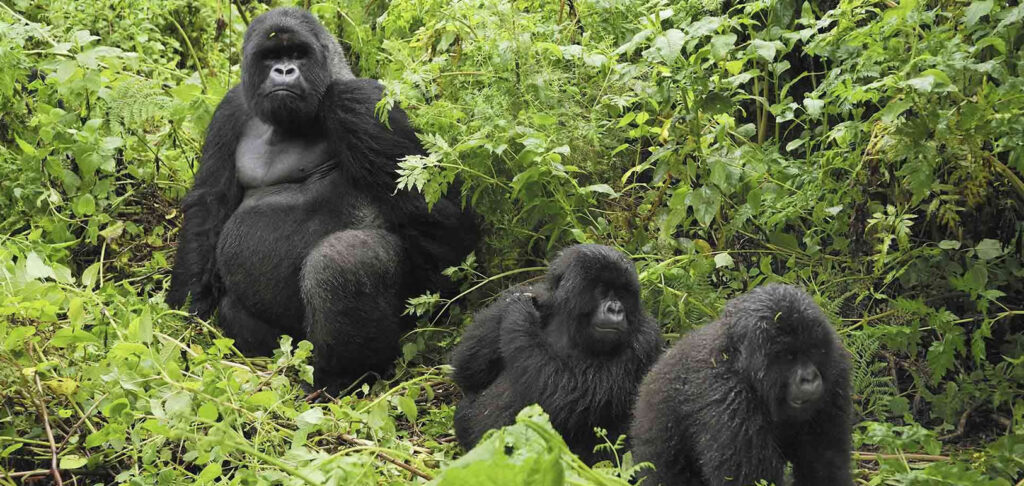 Rwigi-Gorilla- Rwigi Family in Rushaga Sector