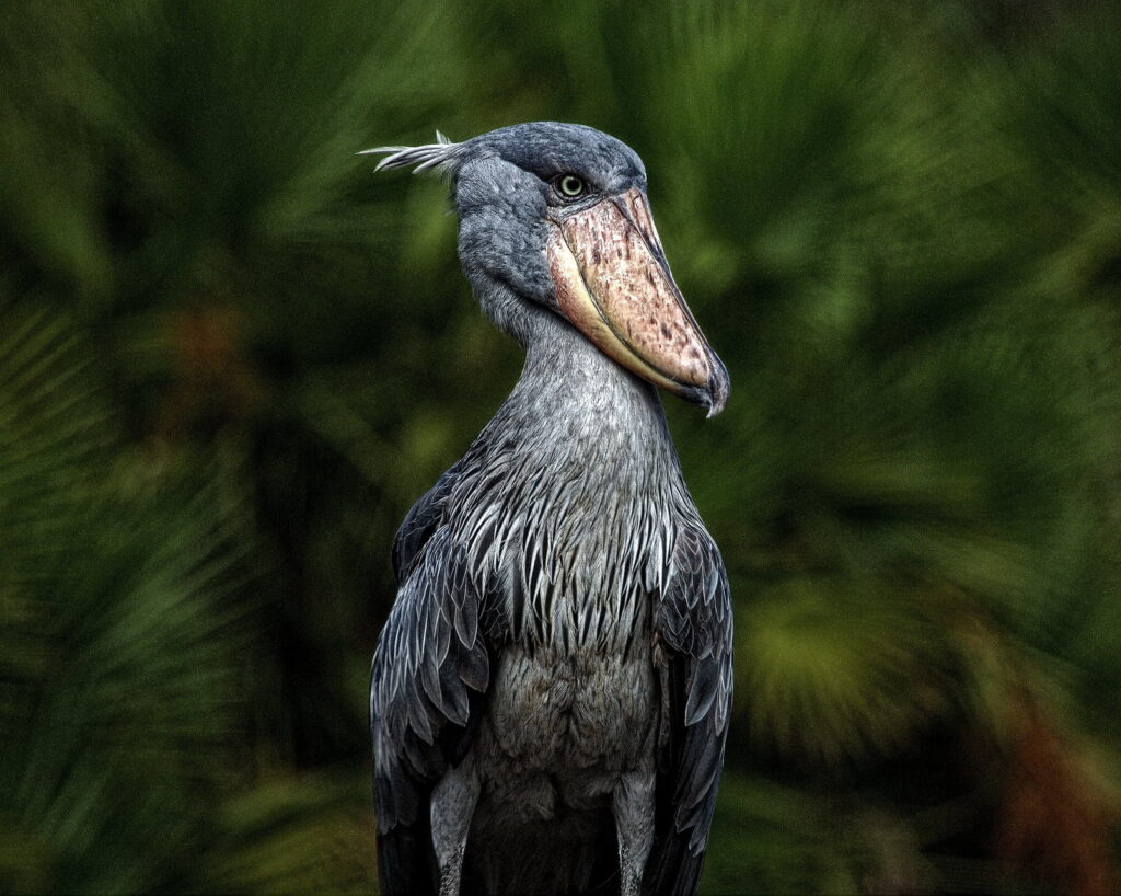 Shoebill Stork3 Shoebill stork