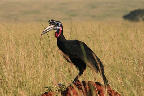 Key Species In Bwindi &Amp; Mgahinga 73 Key Species in Bwindi & Mgahinga