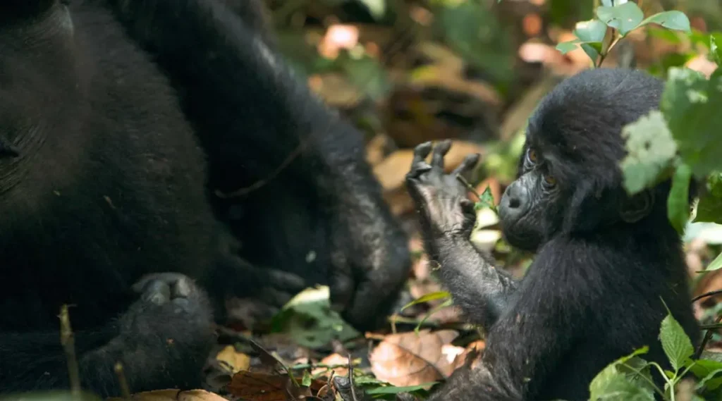The Mubare Family2 Mubare Family in Buhoma Sector