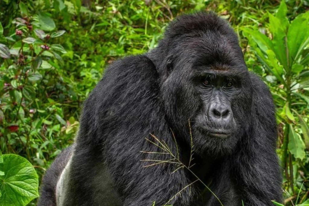 The Nkuringo Family2 Nkuringo Family in Nkuringo Sector