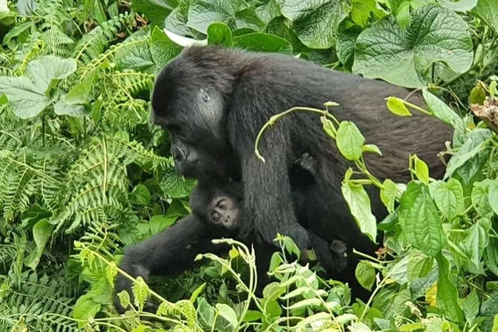 The Nkuringo Family3 Nkuringo Family in Nkuringo Sector