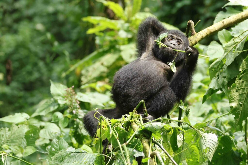 Virunga Massif Altitude &Amp; Acclimatization 27 Virunga Massif Altitude & Acclimatization
