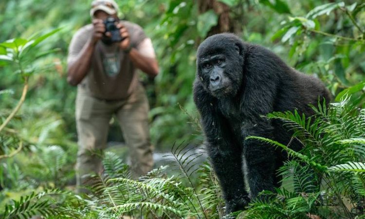 Excursión para Ver Gorilas en Uganda, Uganda Gorilla-Trekking Erlebnis, Observation des Gorilles en Ouganda