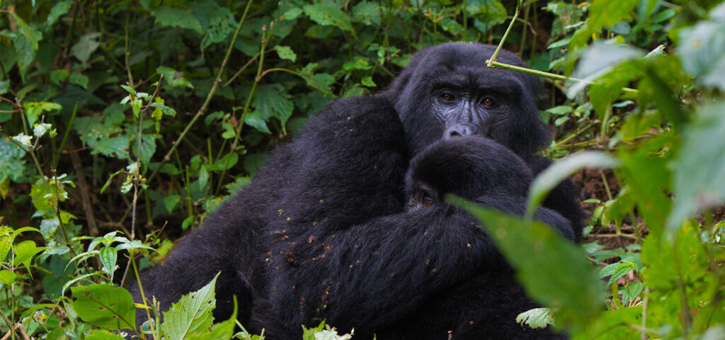Uganda-gorilla-Trips Uganda gorilla Trips