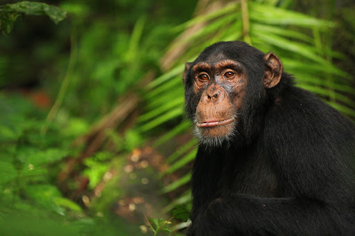 Can You Visit Ngogo Chimps? What Travelers Need To Know 1 Can You Visit Ngogo Chimps? What Travelers Need to Know