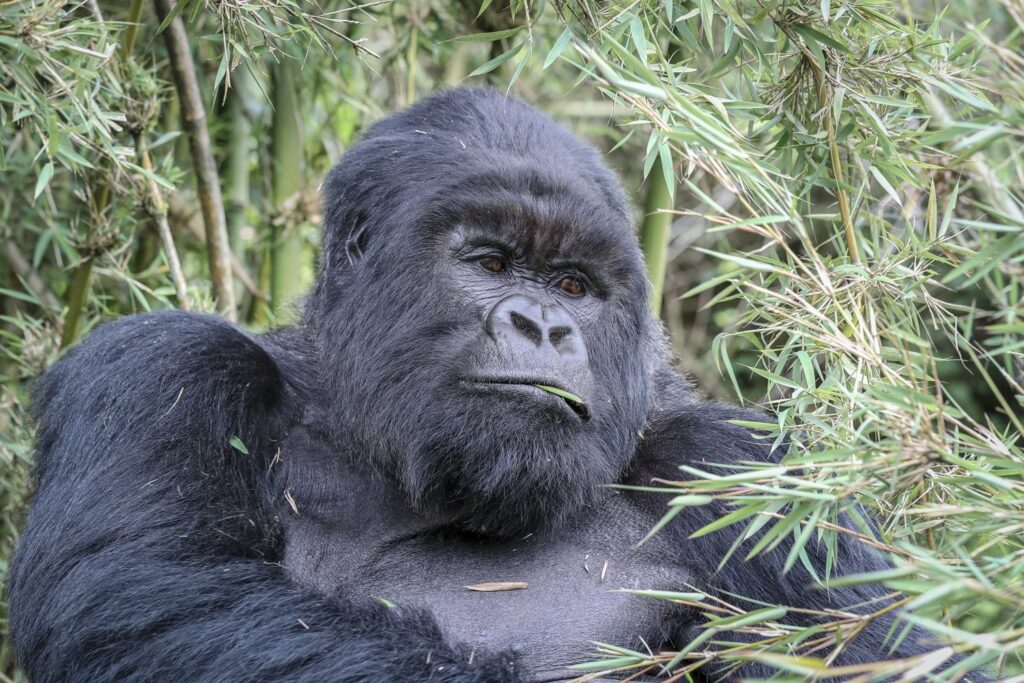 Visit-Rwanda_-Volcanoes-National-Park-Silverback-In-Bamboo-1920X1280 Gorilla Families In Rwanda