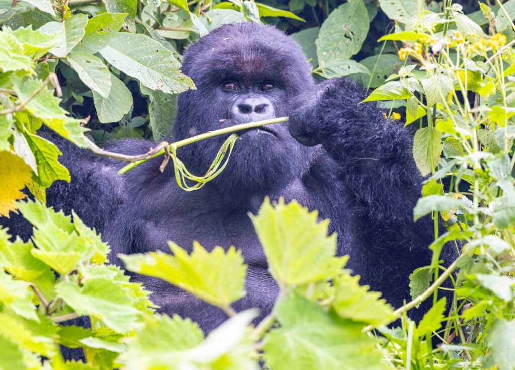 Virunga Massif Altitude &Amp; Acclimatization 179 Virunga Massif Altitude & Acclimatization