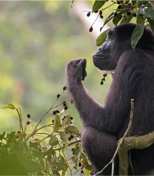 Key Species In Bwindi &Amp; Mgahinga 34 Key Species in Bwindi & Mgahinga
