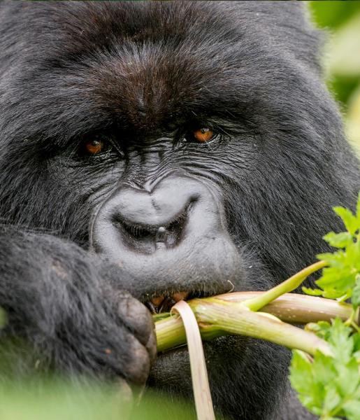 Key Species In Bwindi &Amp; Mgahinga 49 Key Species in Bwindi & Mgahinga