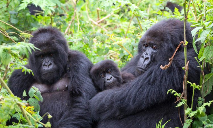 Key Species In Bwindi &Amp; Mgahinga 100 Key Species in Bwindi & Mgahinga