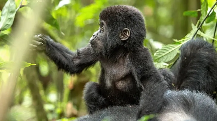 4-Day Uganda Gorilla Trekking Safari 12 svg+xml;charset=utf