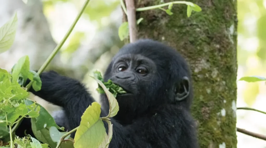 Butukura-Baby Kyaguliro A