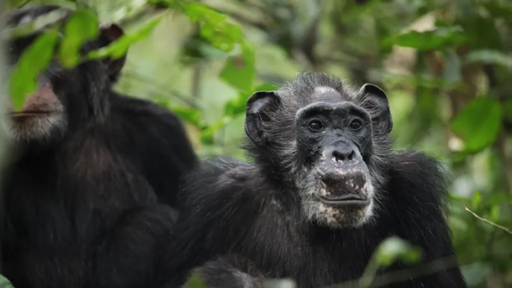 Can You Visit Ngogo Chimps? What Travelers Need to Know