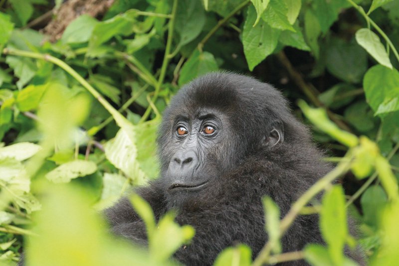 Key Species In Bwindi &Amp; Mgahinga 46 Key Species in Bwindi & Mgahinga