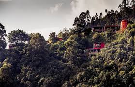 Key Species In Bwindi &Amp; Mgahinga 91 Key Species in Bwindi & Mgahinga