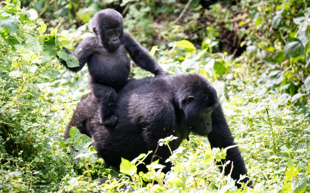 Why Combine Entebbe with Gorilla Trekking in Uganda
