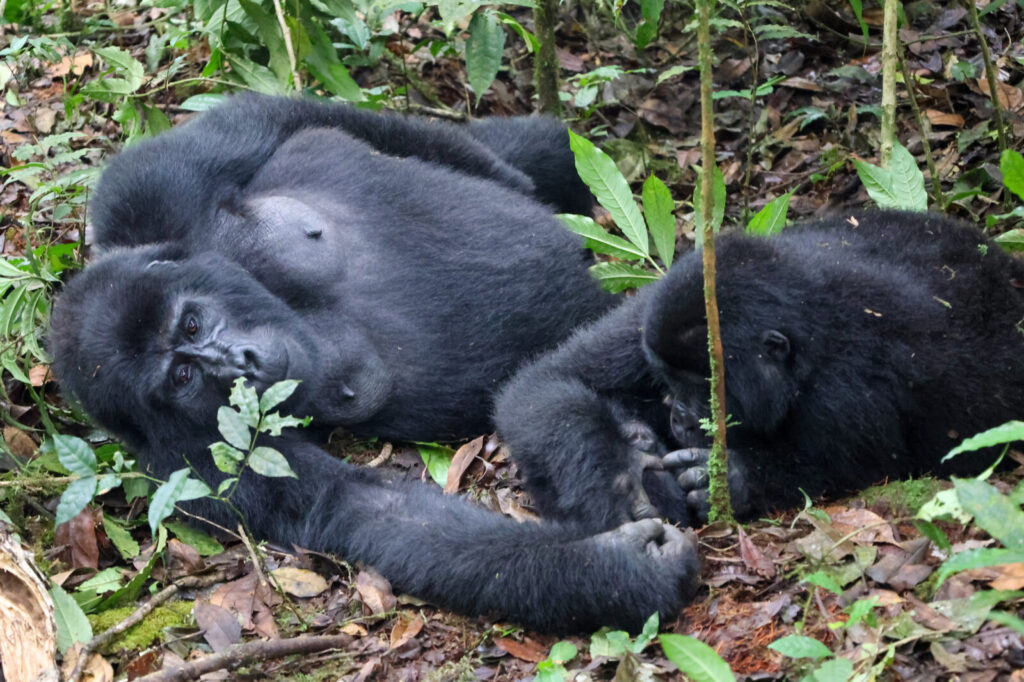 Floresta Impenetrável de Bwindi: O Santuário dos Gorilas da Montanha em Uganda