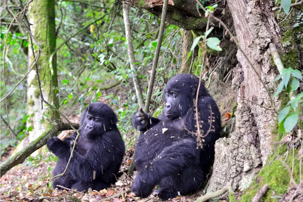Gorilla-Family 5-Day Kigali to Bwindi & Queen Elizabeth Safari