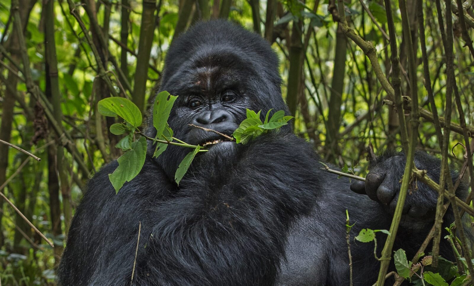 How To Join Low Season Gorilla Trekking During Easter Holidays 2026 1 Easter Gorilla Trekking 2026