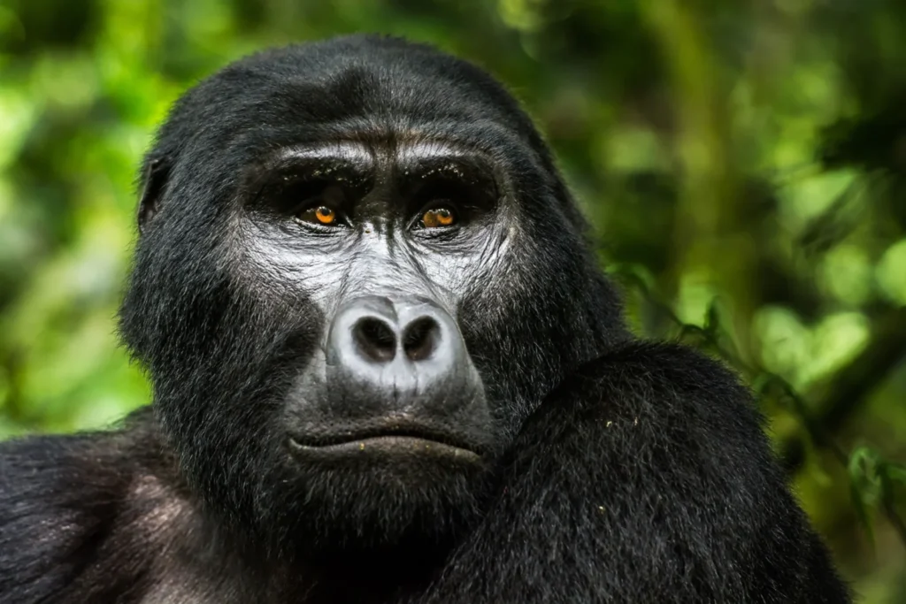 Gorilla-Trekking-Uganda-Portrait-Scaled - Copy Eastern Lowland Gorillas