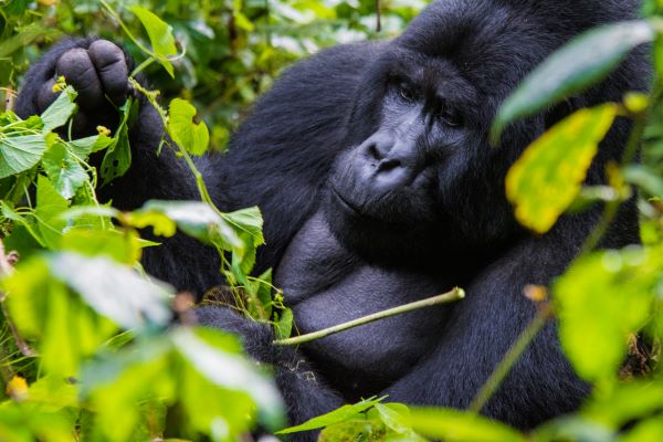 Key Species In Bwindi &Amp; Mgahinga 80 Key Species in Bwindi & Mgahinga