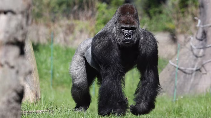 Key Species In Bwindi &Amp; Mgahinga 54 Key Species in Bwindi & Mgahinga