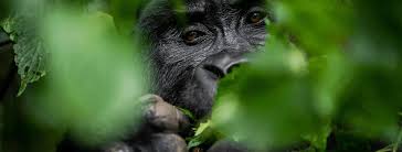 Images (25) 5-Day Kigali to Lake Bunyonyi & Bwindi Trekking Tour